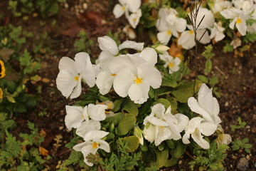 パンジーの花