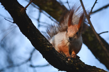 squirrel on a branch