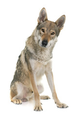  czechoslovakian wolf dog