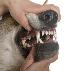  czechoslovakian wolf dog teeths