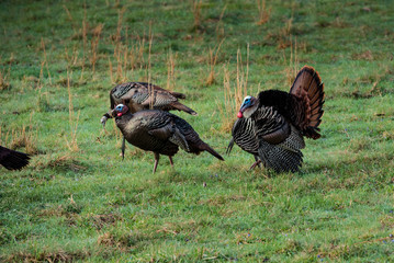 Wild Turkies Eating