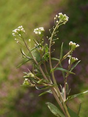 Capsella bursa pastoris herb with white flowers