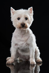 West Highland White Terrier