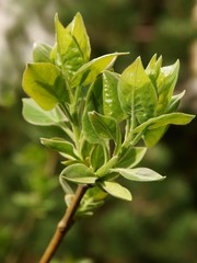 twig of lilac bush with growing green leaves at spring