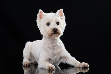 West Highland White Terrier