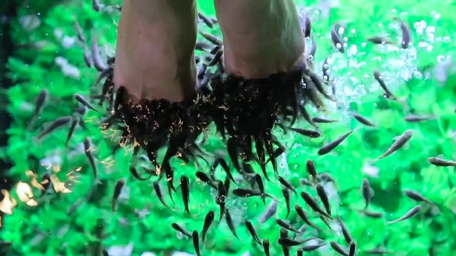 Fish foot massage for girl close up.