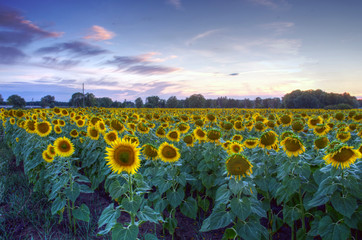 Obraz premium field of blooming sunflowers on a background sunset