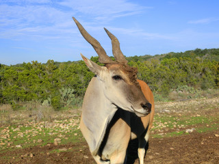 African antelope head with twisted long horns - landscape color photo