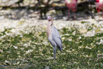 Reddish Egret in seaweed