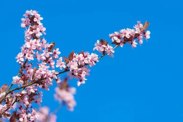 Papier Peint photo autocollant Lilas Rosa Baumblüten im Frühling bei blauem Himmel