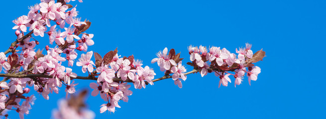 Rosa Baumblüten im Frühling bei blauem Himmel