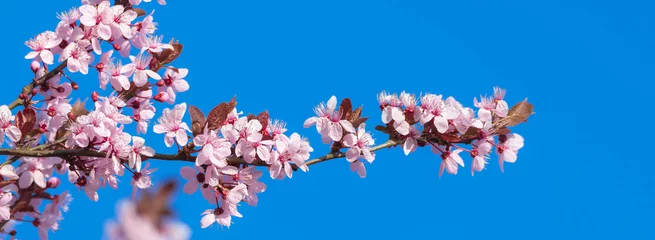 Keuken foto achterwand Sering Rosa Baumblüten im Frühling bei blauem Himmel