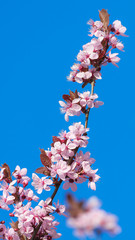 Rosa Baumblüten im Frühling bei blauem Himmel