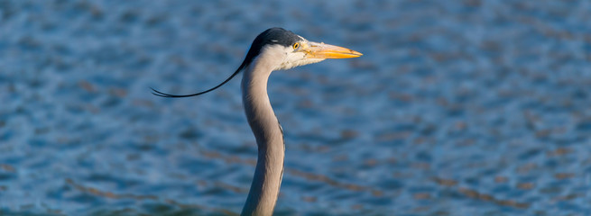 Graureiher (Ardea cinerea) am Teich - Portrait