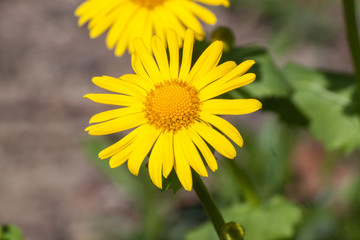 Leopard's Bane (Doronicum orientale)