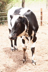 Obraz na płótnie Canvas Cows on Farm.