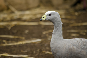 Cape Barren goose