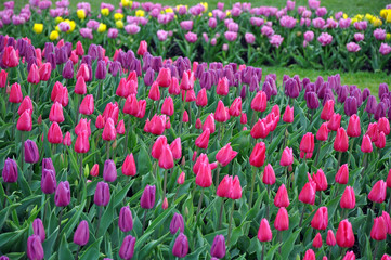 Obraz premium Pink and purple spring tulips garden