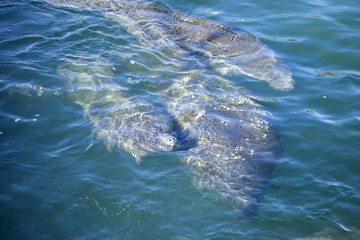 Naklejka premium West Indian Manatee (Trichechus manatus) swimming on the surface of a spring fed river in Florida