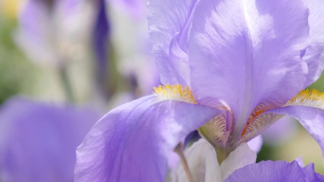 Purple Iris germanica flower plant shallow DOF 4K 3840X2160 30fps UltraHD footage - Shallow DOF German iris violet flower on the wind 4K 2160p UHD video 