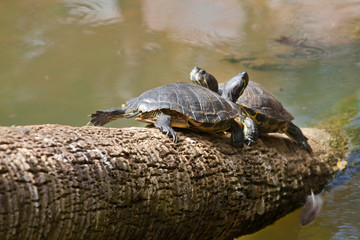 Fototapeta premium Two freshwater turtle sunning themself on a tree stump coming out of the water of a pond