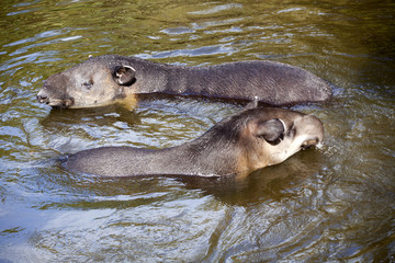 Baird Tapir Tapirus Bairdii Native
