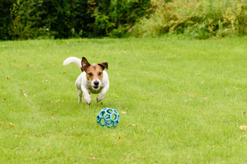Active dog jumping on ball playing on summer lawn