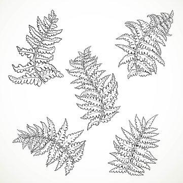 Fern leaves separately black and white graphics isolated on whit