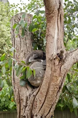 Photo sur Plexiglas Koala koalas sleeping