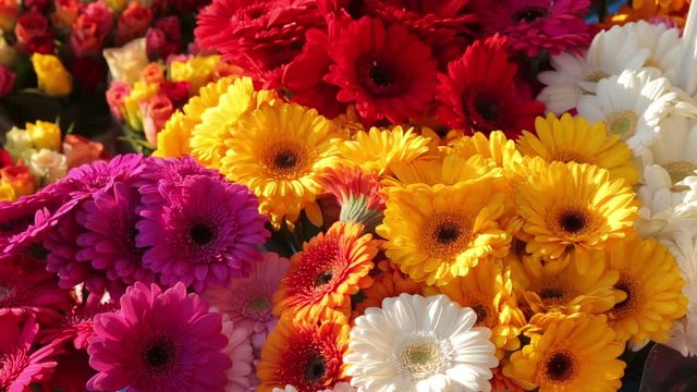 Gerbera daisies at flower market in Spring