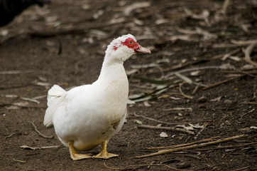 Muscovy duck