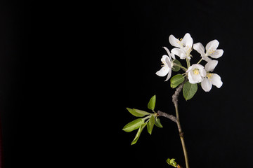 Fototapeta premium apple flower