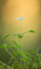 Arctic starflower, Trientalis europaea photographed with shallow depth of field