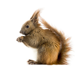 Red-haired squirrel (Sciurus vulgaris) 