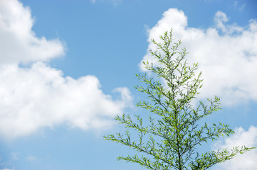 spring bamboo against sky