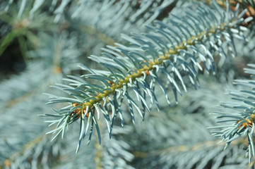 Naklejka na ściany i meble Blue fir tree, close up