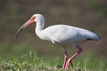 Walking American White Ibis