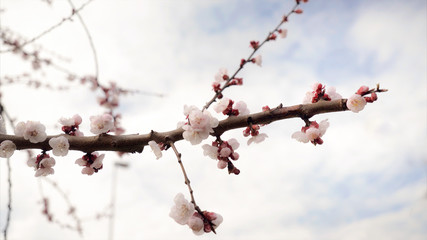 Detail of a flowering branch of cherry.