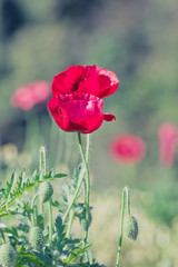 Obraz premium Field of bright red corn poppy flowers in spring