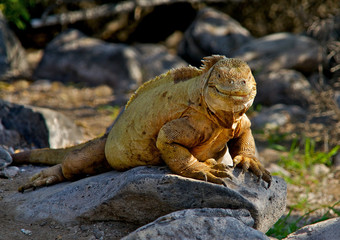 Iguana