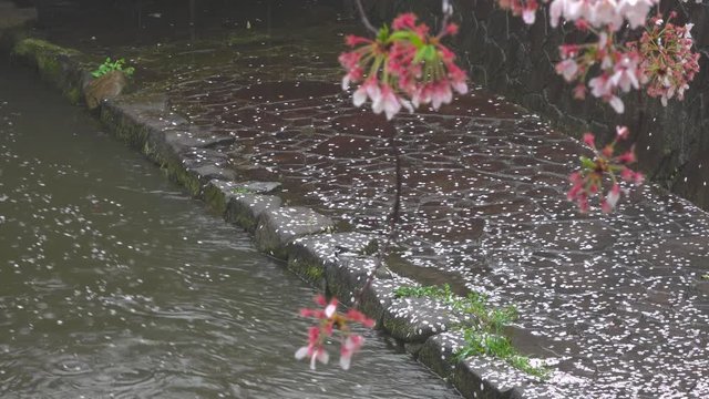 4K・雨の桜と小鳥_4-174