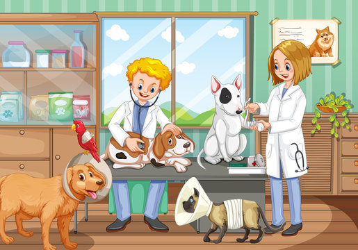 Two vets working in the animal hospital