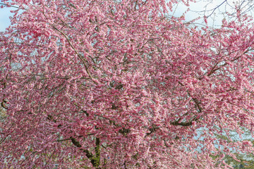 Japanische Kirsche in voller Blüte