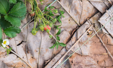 Fresh strawberry in the organic farm