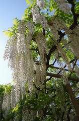 Japanese wisteria