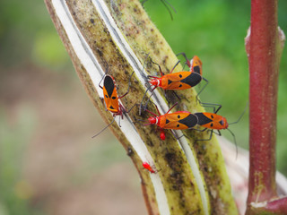 Man-faced bugs on plant