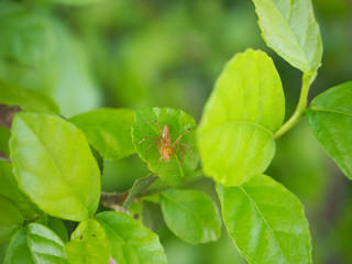 Spider on green leaf
