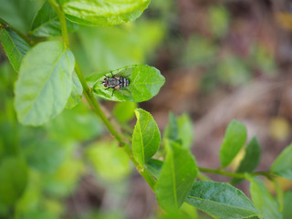 Fly on green leaf