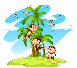 Three monkeys on the island