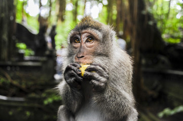Close up of monkey eating fruit in jungle
